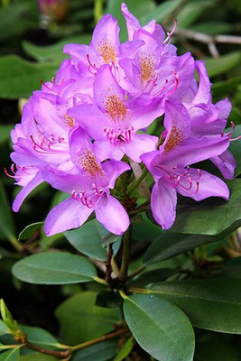 Nema Rhododendron Azalea Flower Seeds - Purple - 50 Pcs Seed(50 per packet)