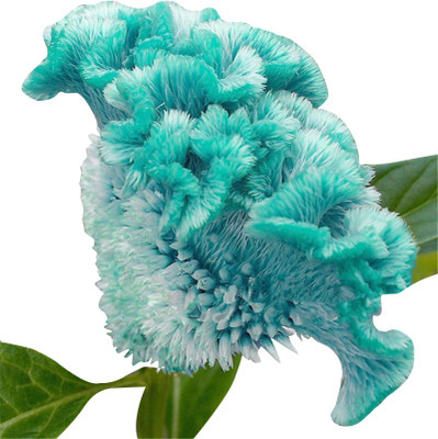 Nema Celosia Cristata Perennial Flower Seeds - 100 Pcs - Sea Blue Seed(100 per packet)