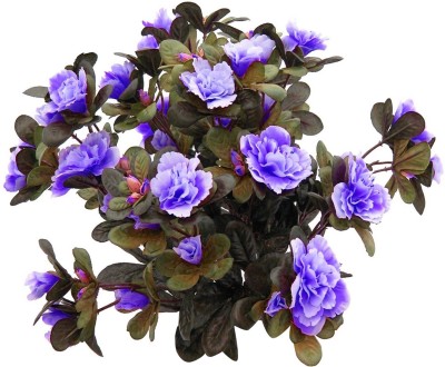 Nema Japanese Rhododendron Azalea Flower Seeds - Blue - 20 Pcs Seed(20 per packet)