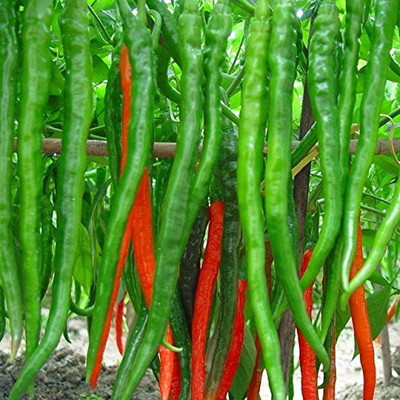 DROXTY ™ XX-300-Green/RED Chilli Long Seeds Seed(1000 per packet)