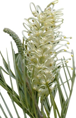 Nema Rare Grevillea Flower Seeds - White - 20 Pcs Seed(20 per packet)