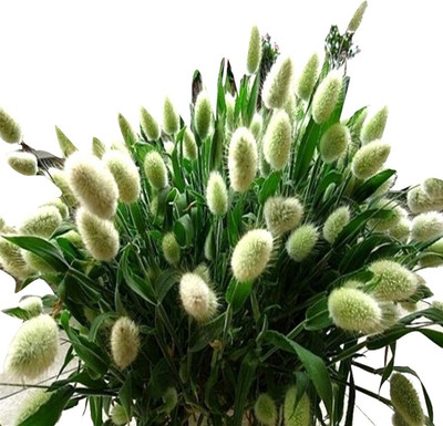 Nema Bunny Tails Lagurus Ovatus Grass Seeds - White - 100 Pcs Seed(100 per packet)