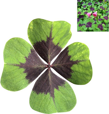 Nema Oxalis Wood Sorrel Flower Seeds - Green and Brown - 120 Pcs Seed(120 per packet)