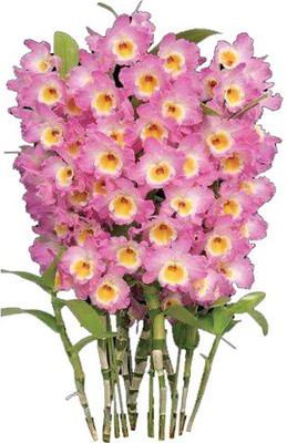 Futaba Dendrobium Orchid Flower Seeds - Pink - 50 Pcs Seed(50 per packet)