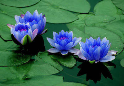 Nema Futaba Mini Lotus Hyacinth Seeds - Blue - 5 Pcs Seed(5 per packet)