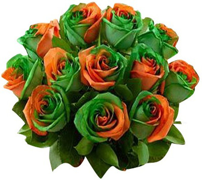 Nema Perennial Rare Rose Flower Seeds - Orange and Green - 100 Pcs Seed(100 per packet)