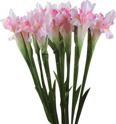 Futaba Butterfly Iris Tectorum Flower Seed - Whitish Pink Seed(50 per packet)