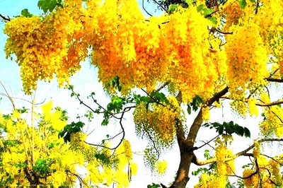 Nema Wisteria Seeds - Golden Yellow -20 Pcs Seed(20 per packet)