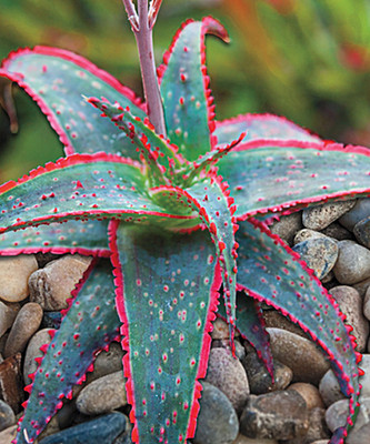 Nema Rare Mini Succulent Cactus Seeds - Green and Red - 30 pcs Seed(30 per packet)