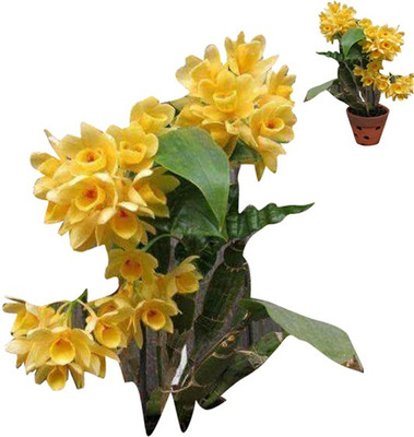 Nema Dendrobium Orchid Flower Seeds - Yellow - 100 Pcs Seed(100 per packet)