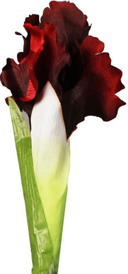 FUTABA Butterfly Iris Tectorum Flower Seed - Maroon Seed(100 per packet)