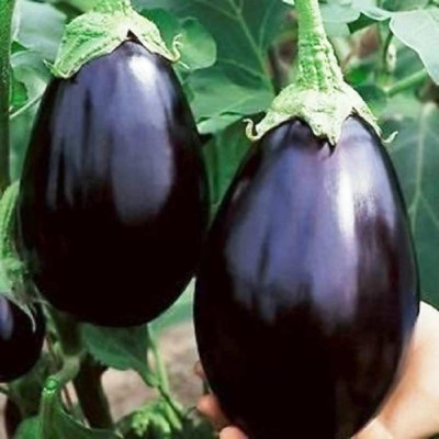 FLORICULTURE GREENS Seeds Plants Garden Brinjal Big Gajraj Organic vegetable F1 Hybrid Seed(100 per packet)