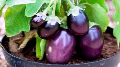 FLORICULTURE GREENS Seeds Plants Garden Brinjal small Organic vegetable F1 Hybrid Seeds Pack Seed(100 per packet)