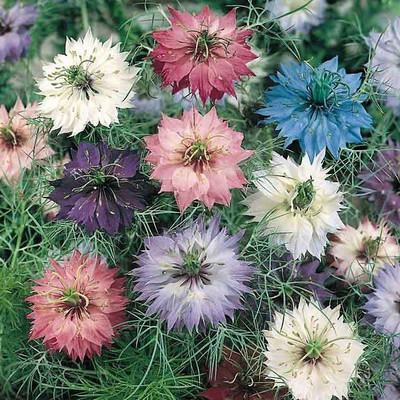 Nema Clematis Climbing Flower Seeds -Mixed -100 Pcs Seed(100 per packet)