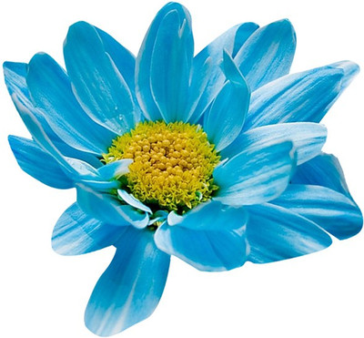 Nema Chrysanthemum Daisy Seeds - Sky Blue - 100 Pcs Seed(100 per packet)