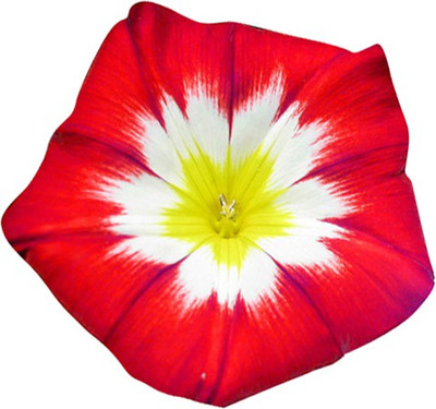 Futaba Climbing Morning Glory - Red and Yellow -50 Pcs Seed(50 per packet)
