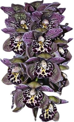 Nema Unique Purple Spots Cymbidium Orchid Flower Seeds - 100 Pcs Seed(100 per packet)