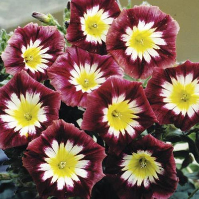 Futaba Morning Glory - Maroon and Yellow -50 Pcs Seed(50 per packet)