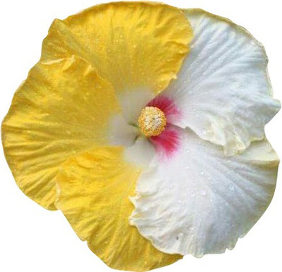 Nema Hibiscus Flower Seeds - Yellow and White - 100 Pcs Seed(100 per packet)