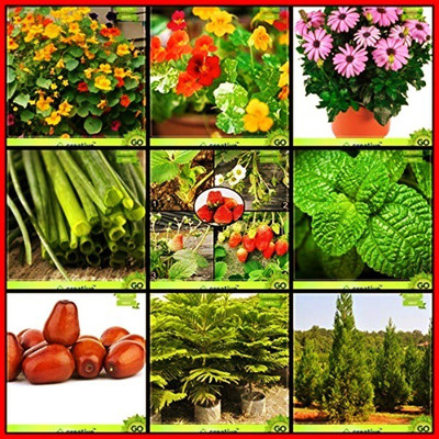 OhhSome Seeds And Plants Combo Flower Seeds & Tree Seeds : Jujube, Colonial Pine, Cryptomaria Japonica, Lemon Balm, Alpine Strawberry, Chives, Nemesia-Mix, Nasturtium Mix, Osteopermum-Mix Kitchen Garden Pack Seed(10 per packet)