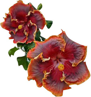 Nema ri Colour Hibiscus Flower Seeds - Rust - 100 Pcs Seed(100 per packet)