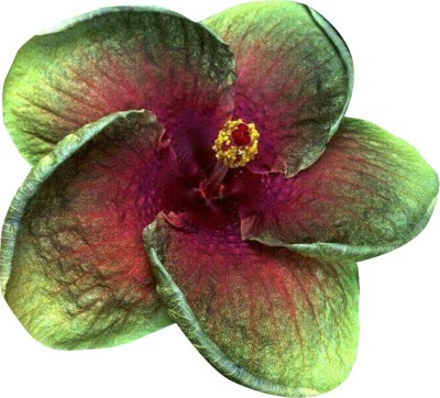 Jevik Hibiscus Flower Seeds - Green and Pink - 100 Pcs Seed(100 per packet)