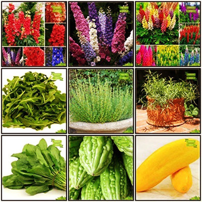 OhhSome Gardening Seeds Combo Herb Seeds & Flower Seeds : Larkspur-Giant, Larkspur, Lupin-Pixie, Amaranthus(Red), Cucumber Sambar, Bhindi (Arka Anamika), Wild Rocket, Thyme English Winter, Terragon Fruit Seeds For Home Garden Seed(10 per packet)
