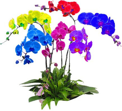 Nema Garden Phalaenopsis Orchids Seeds - Rainbow -200 Pcs Seed(200 per packet)