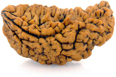 Gems Jewels Online Ek Mukhi / One Mukhi Nepali Certified Kaju Dana Rudraksha Beads Wood Pendant