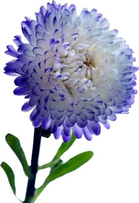 Nema Miracle Daisy Chrysanthemum Seeds -White and Blue - 100 Pcs Seed(100 per packet)