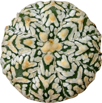 Futaba Mini Astrophytum succulents Seeds Seed(50 per packet)