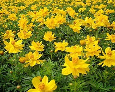 TrustBasket Yellow Cosmos Flower Seed Seed(1 per packet)