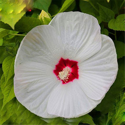 Nema Giant Hibiscus Flower Seed Seed(50 per packet)
