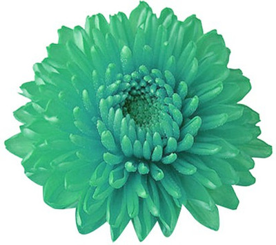 Redoak Miracle Daisy Chrysanthemum Seed(50 per packet)