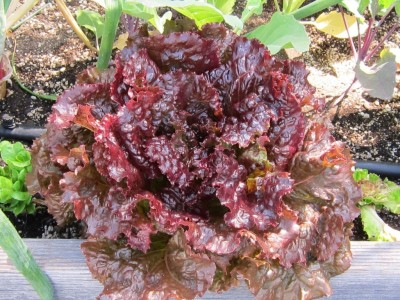 FLORICULTURE GREENS Seeds Plants Garden Lettuce Red (Lollo Rossa) Organic vegetable F1 Hybrid Seeds Pack Seed(100 per packet)