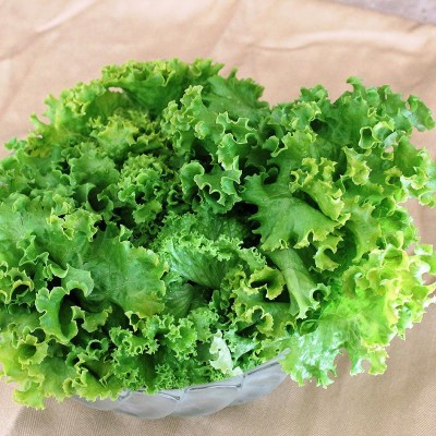 FLORICULTURE GREENS Seeds Plants Garden Lettuce Green (Ice Berg) Organic vegetable F1 Hybrid Seeds Pack Seed(100 per packet)