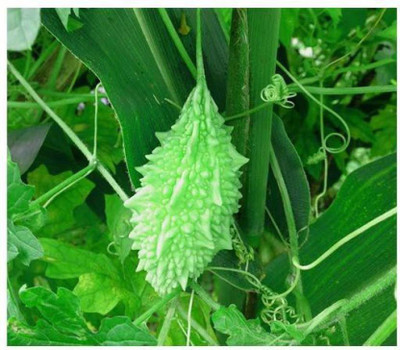 SSDEALS Bitter Gourd Seed(5 per packet)