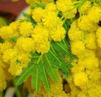 FUTABA Yellow Wattle Flower Seeds Seed(100 per packet)