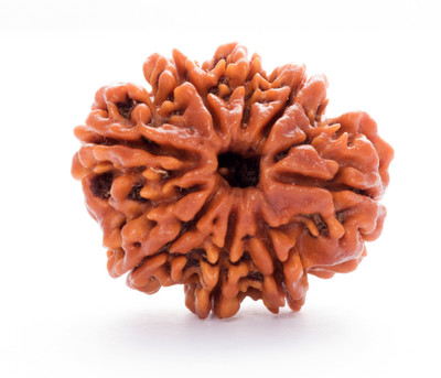 Parashara ARKAM Premium Eight Mukhi Rudraksha / Original Nepali 8 Mukhi Rudraksha / Natural 8 faced Rudraksha with detailed Puja and wearing instructions Wood Pendant
