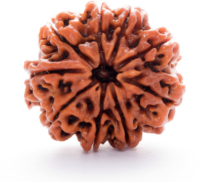 Parashara ARKAM Premium Nine Mukhi Rudraksha / Original Nepali 9 Mukhi Rudraksha / Natural 9 faced Rudraksha with detailed Puja and wearing instructions Wood Pendant