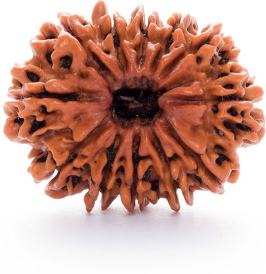 Parashara ARKAM Premium Twelve Mukhi Rudraksha / Original Nepali 12 Mukhi Rudraksha / Natural 12 faced Rudraksha with detailed Puja and wearing instructions Wood Pendant