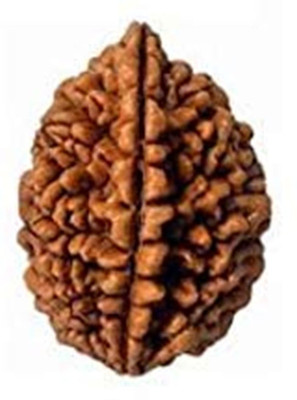 Raviour Lifestyle 2 Face Rudraksha 2 Mukhi Rudraksha original Wood