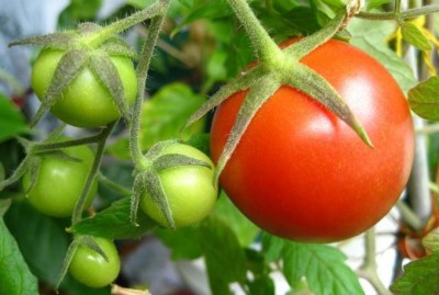 R-DRoz Tomato PREMIUM Red Round Aone Seeds - Pack of 50 Premium Seeds Seed(50 per packet)