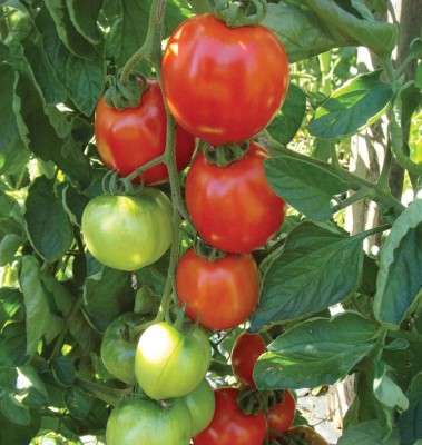 R-DRoz Tomato PREMIUM Red Round Super Quality Seeds - Pack of 50 Premium Seeds Seed(50 per packet)