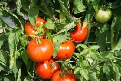 R-DRoz Tomato HYBRID Red Round High Quality Seeds - Pack of 30 Seeds F1 HYBRID Seed(30 per packet)