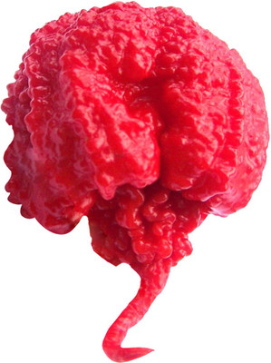 Nema Red 'Carolina Reaper' Pepper Seeds - 50 Pcs Seed(50 per packet)