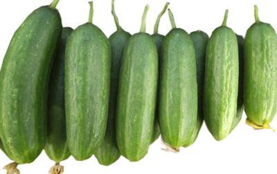 Nema Golden Boy cucumber seeds - 10 Pcs Seed(10 per packet)