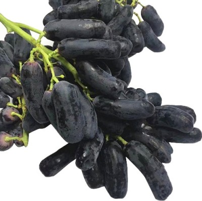 Nema Black Banana' Grape Seeds - 20 Pcs Seed(20 per packet)