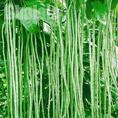 KANAYA Fresh Green Beans Singra Seed(125 per packet)