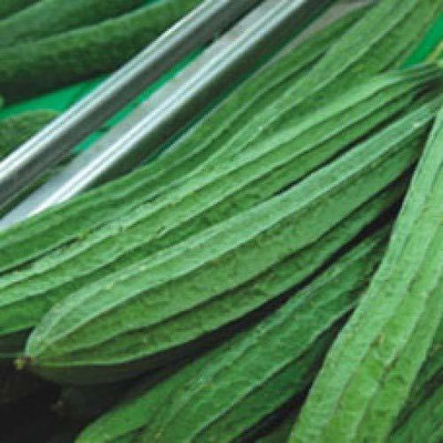 ENINE Tori Seed(40 per packet)